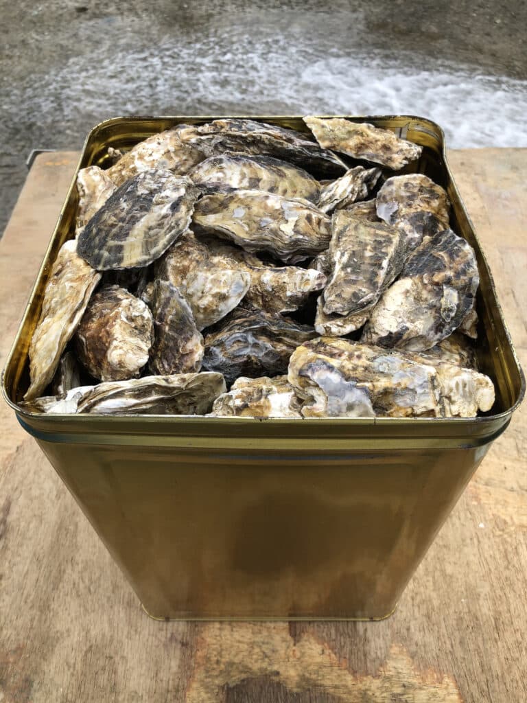 一斗缶いっぱいに詰めた日生産殻付き牡蠣