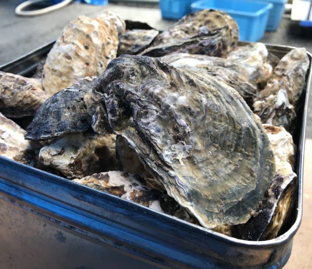 殻付き牡蠣