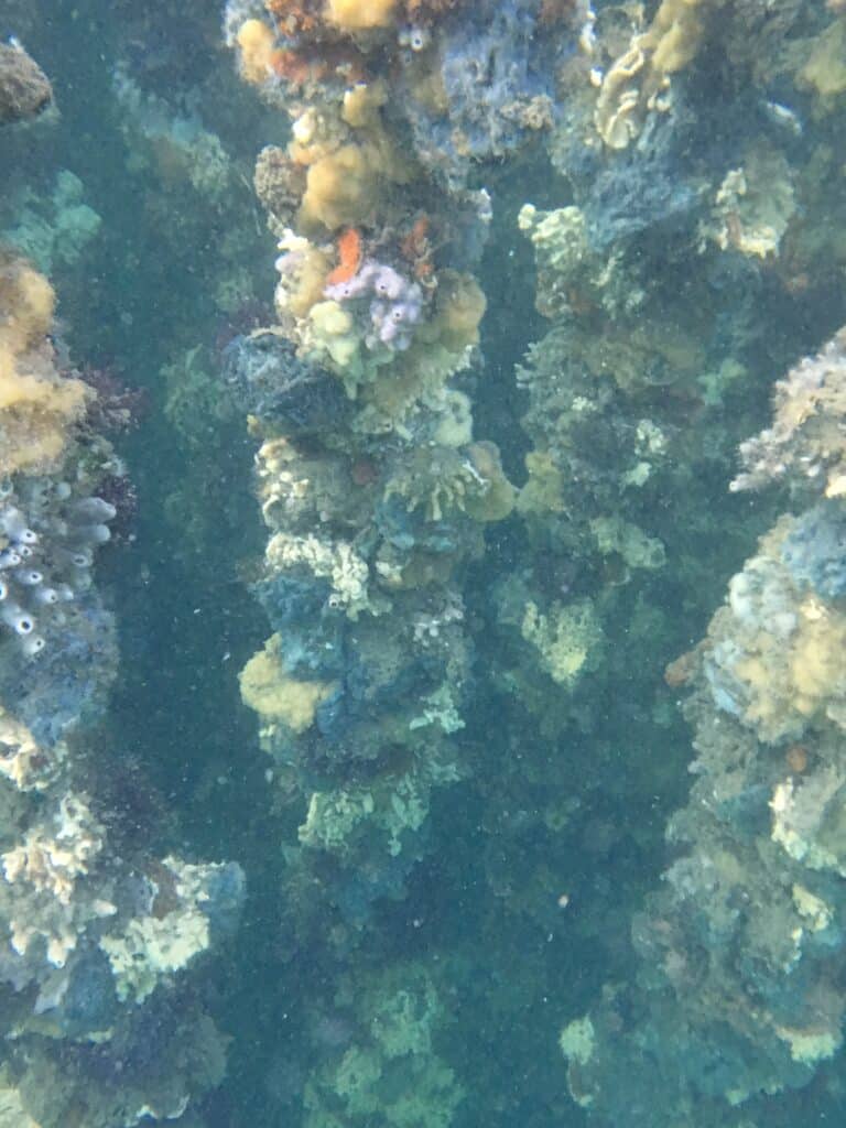豊かな日生の海で育つ牡蠣