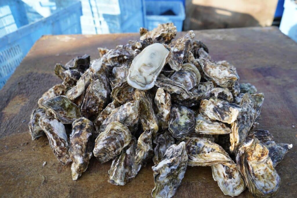 作業台に並べられた日生の牡蠣